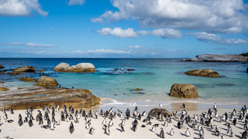 Boulders beach, South Africa