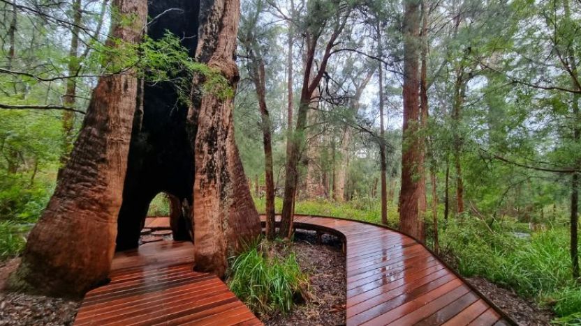 Valley of the Giants, Walpole.  Image:  Tourism WA