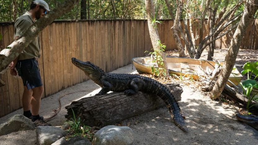 Hartley's Crocodile Adventures