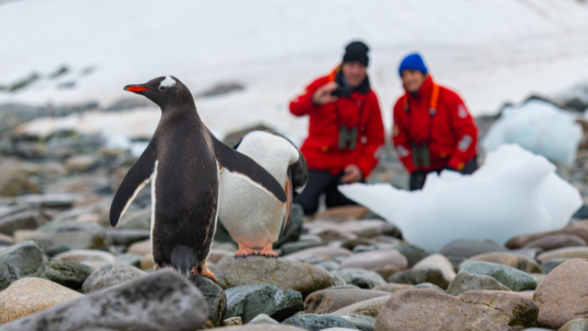 Antarctica Gentoo Penguins